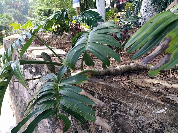 Creeping Philodendron